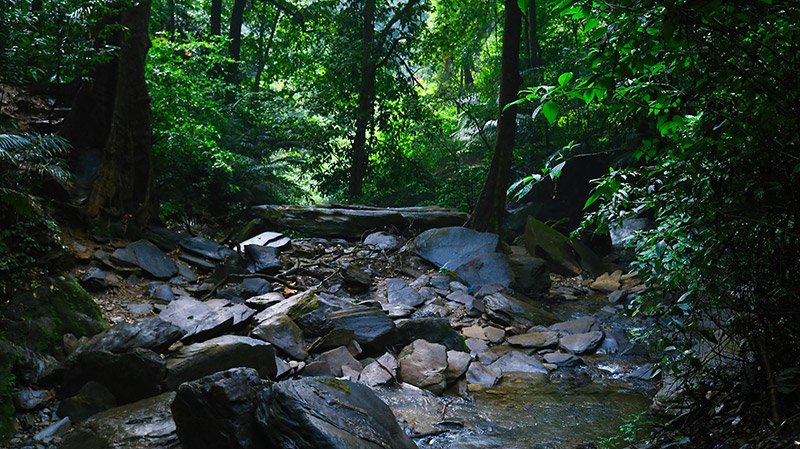 Agumbe