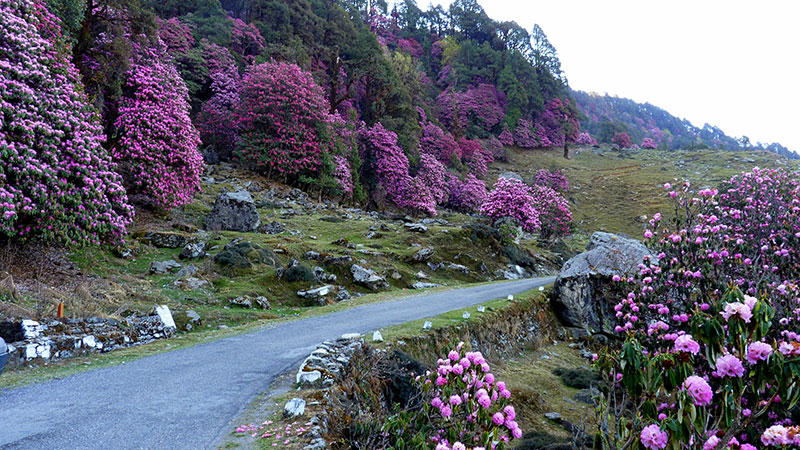 Chopta