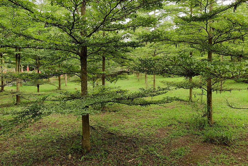 Araku Valley