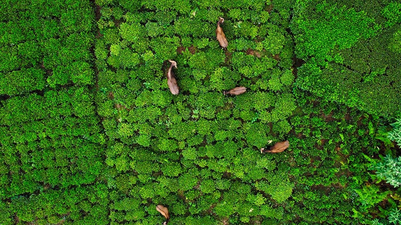 Coonoor