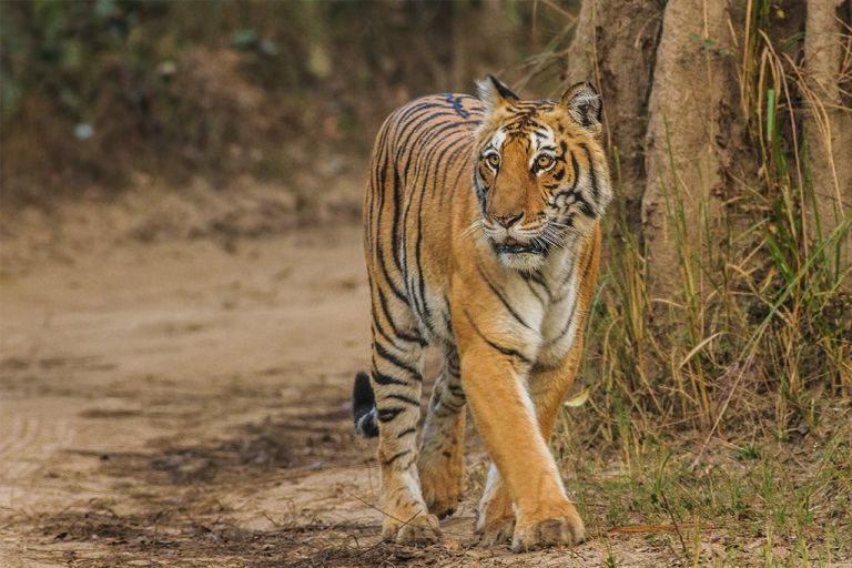 Jim Corbett National Park, Nainital