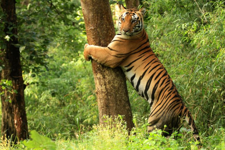 Kanha National Park, Madhya Pradesh