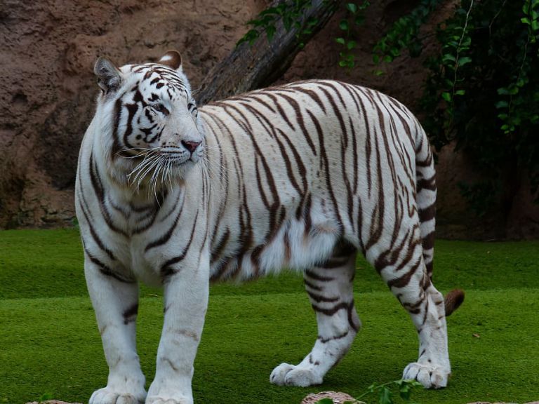 Sundarbans National Park, West Bengal