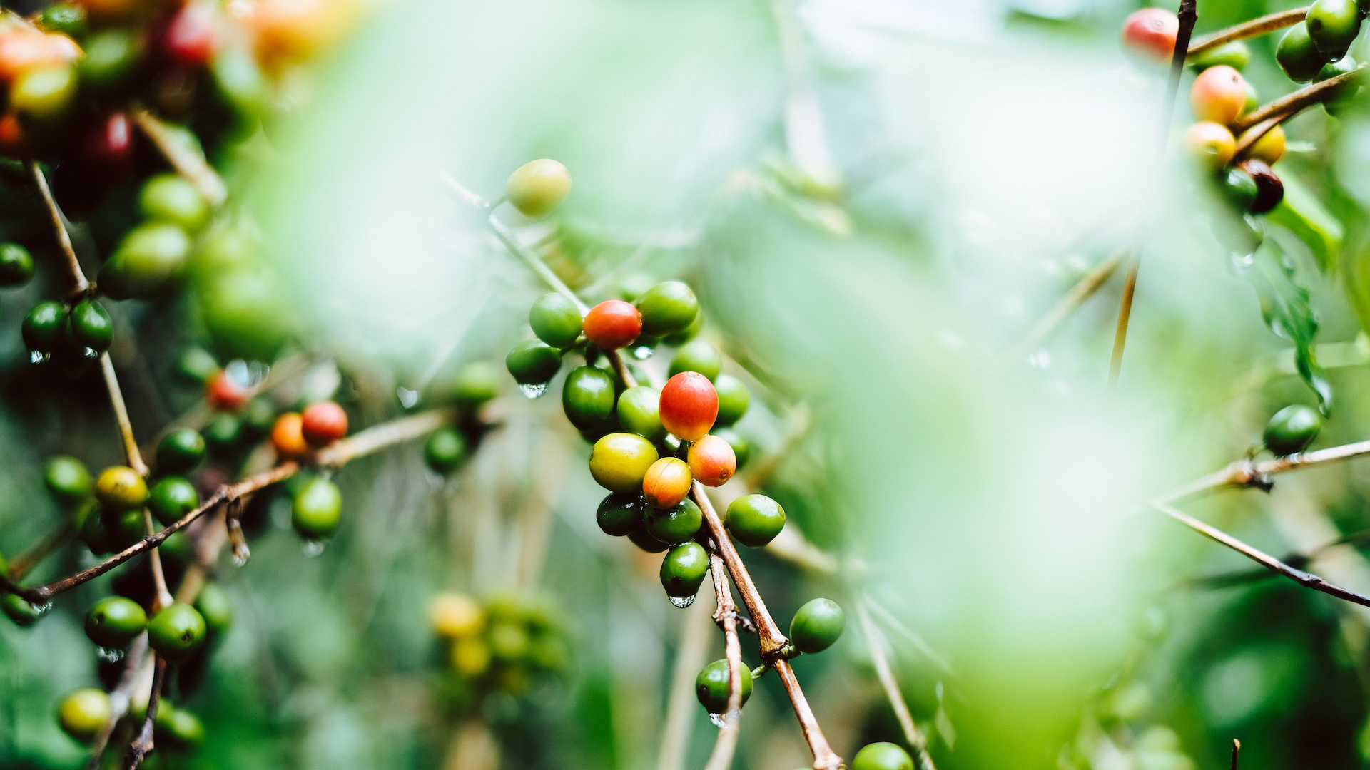 Exploring Coffee Plantations