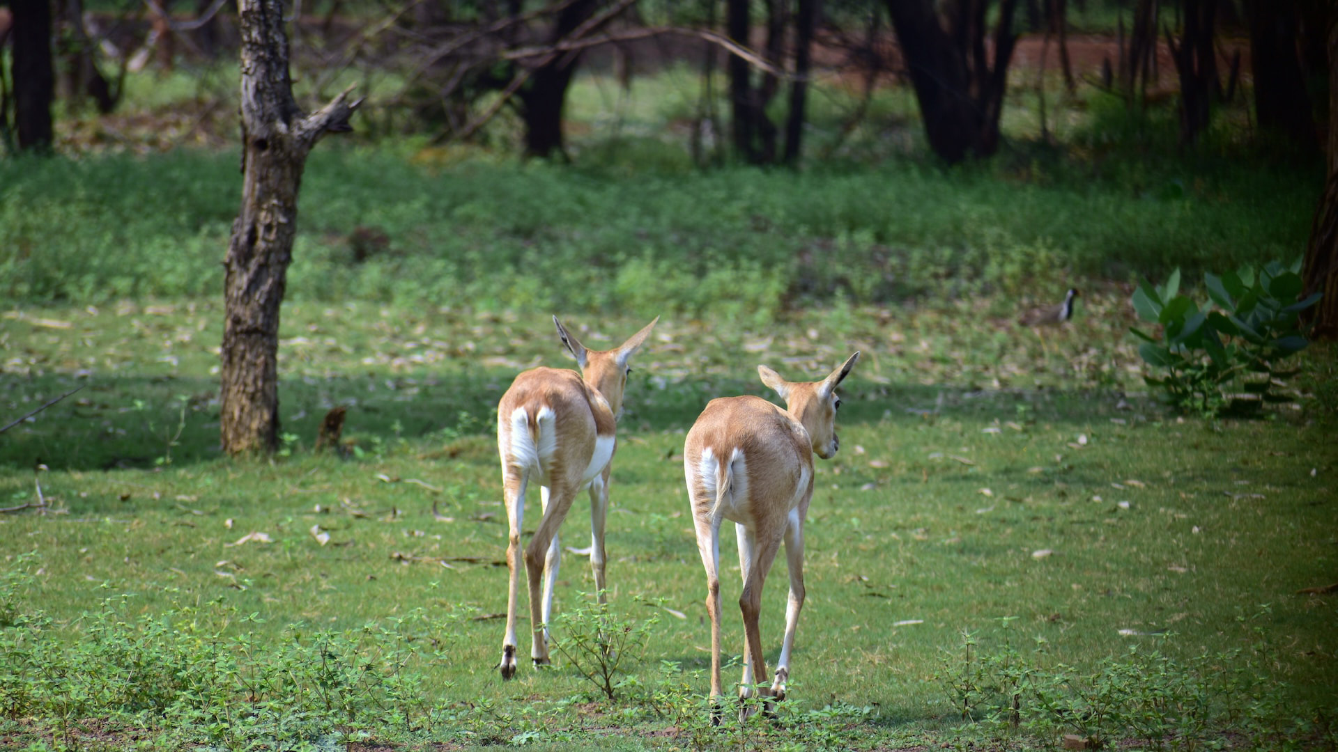 Wildlife National Parks